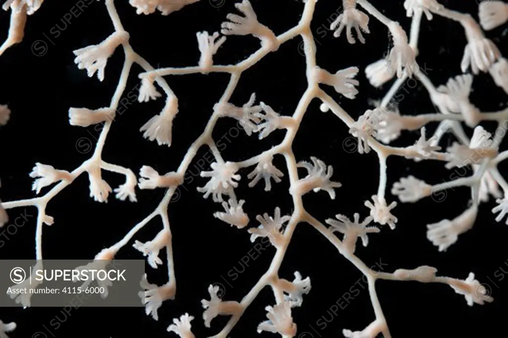 Deepsea Gorgonian coral (Metallogorgia sp.) from mid atlantic ridge