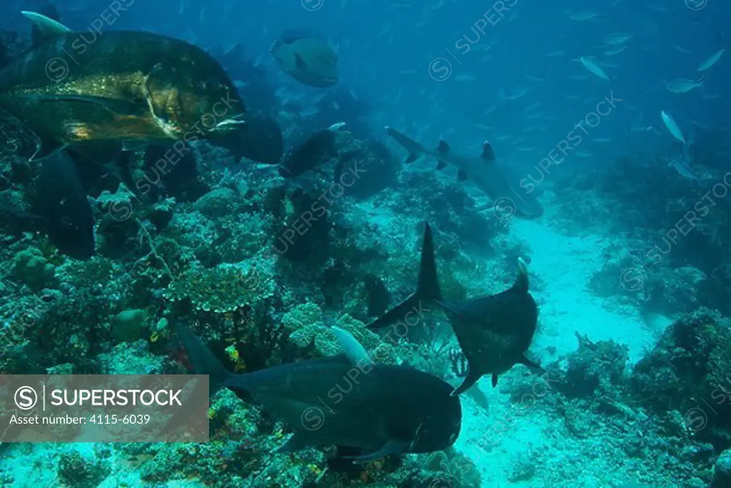 Large Jack fish (Carangoides auroguttatus) and a Napolean wrasse (Labridae) watch a hunting White Tip Reef shark (Triaenodon obesus) with Fusiliers school in the background, on a reef in the Raja Ampat Islands, Indonesia. May 2007