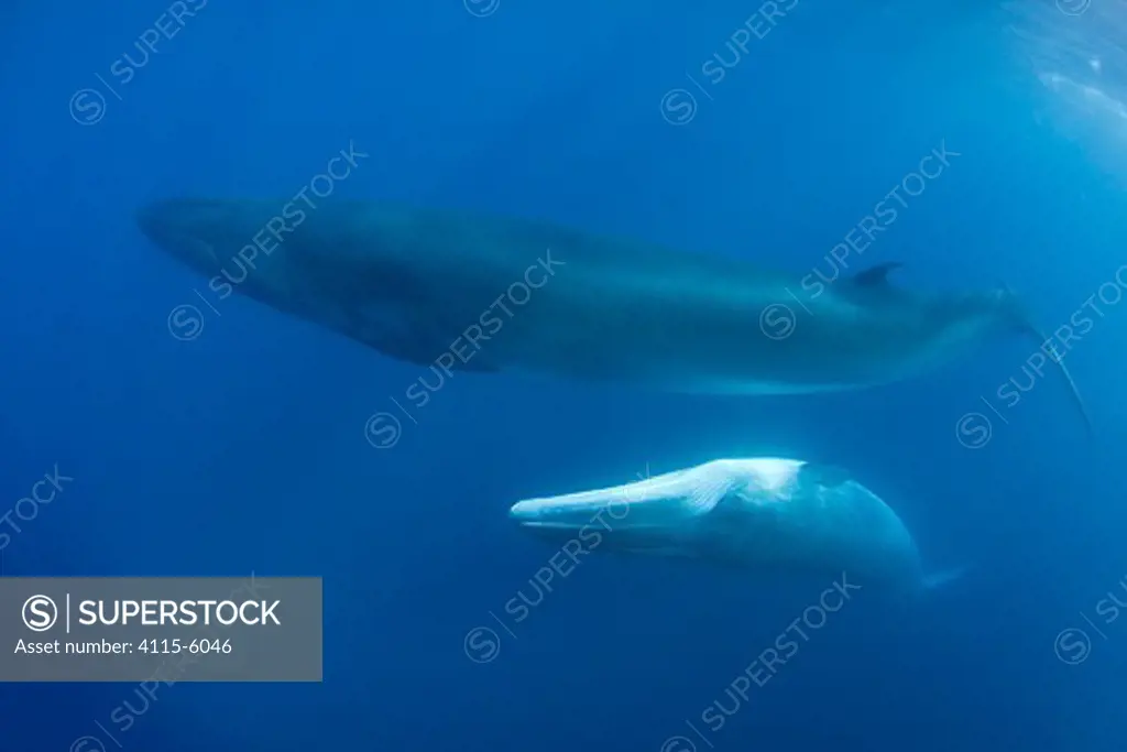Bryde's whale (Balaenoptera brydei / edeni) mother with calf, off Baja California, Mexico, Eastern Pacific Ocean, November