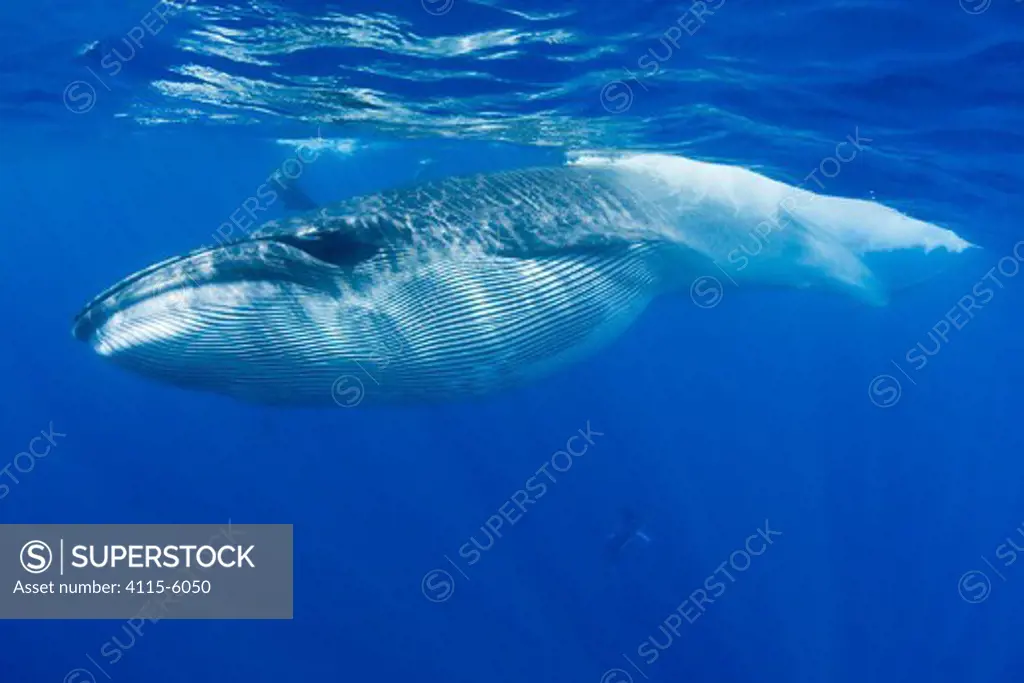 Bryde's whale (Balaenoptera brydei / edeni) with throat pleats expanded after feeding on baitball of Sardines (Clupeidae) Off Baja California, Mexico, Eastern Pacific Ocean, November