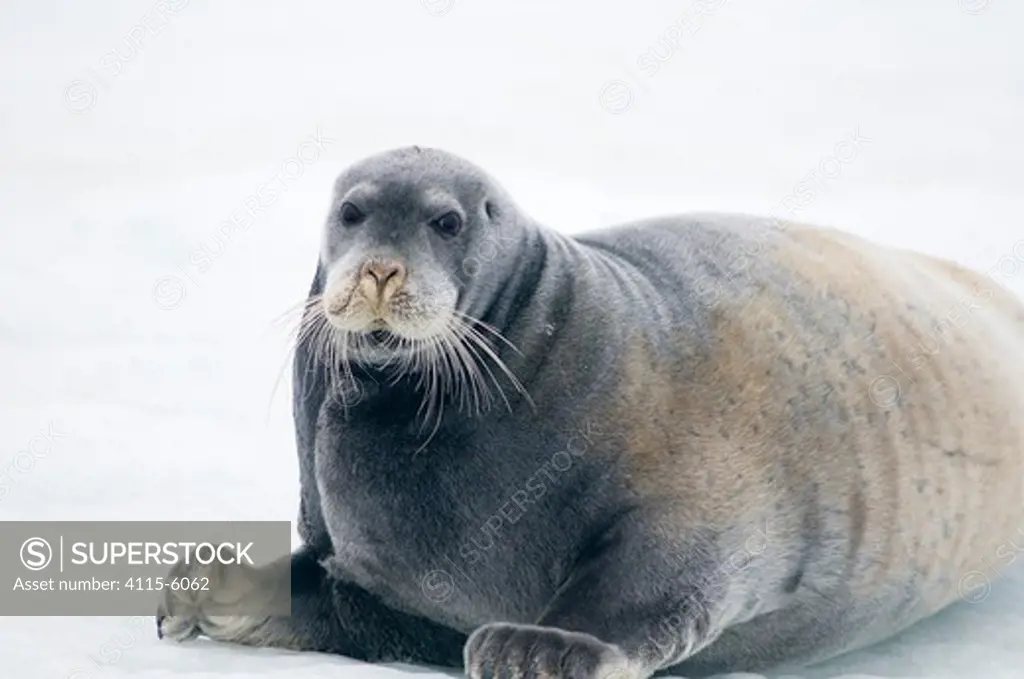 Bearded seal (Erignathus barbatus) portrait resting on floating sea ice, arctic coast of Svalbard.