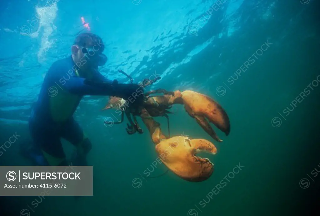 Boy (nine years) holding 15lb Northern lobster (Homarus americanus) whilst diving in the Atlantic Ocean, Gloucester, Massachusetts, USA Model released