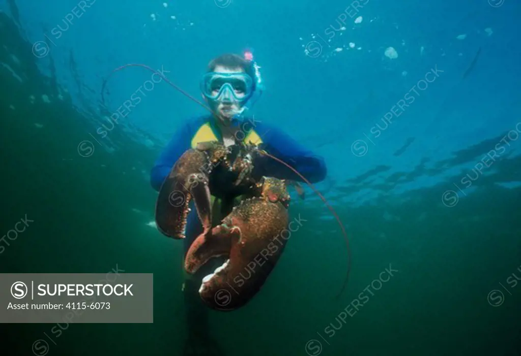 Boy (nine years) catching 15lb Northern lobster (Homarus americanus) whilst diving in the Atlantic Ocean, Gloucester, Massachusetts, USA Model released