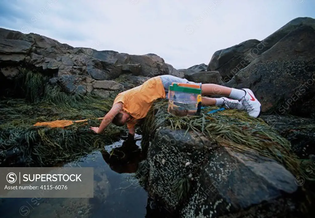 Boy (nine years) reaching into a tidepool, Plum Cove, Gloucester, Massachusetts, USA Model released