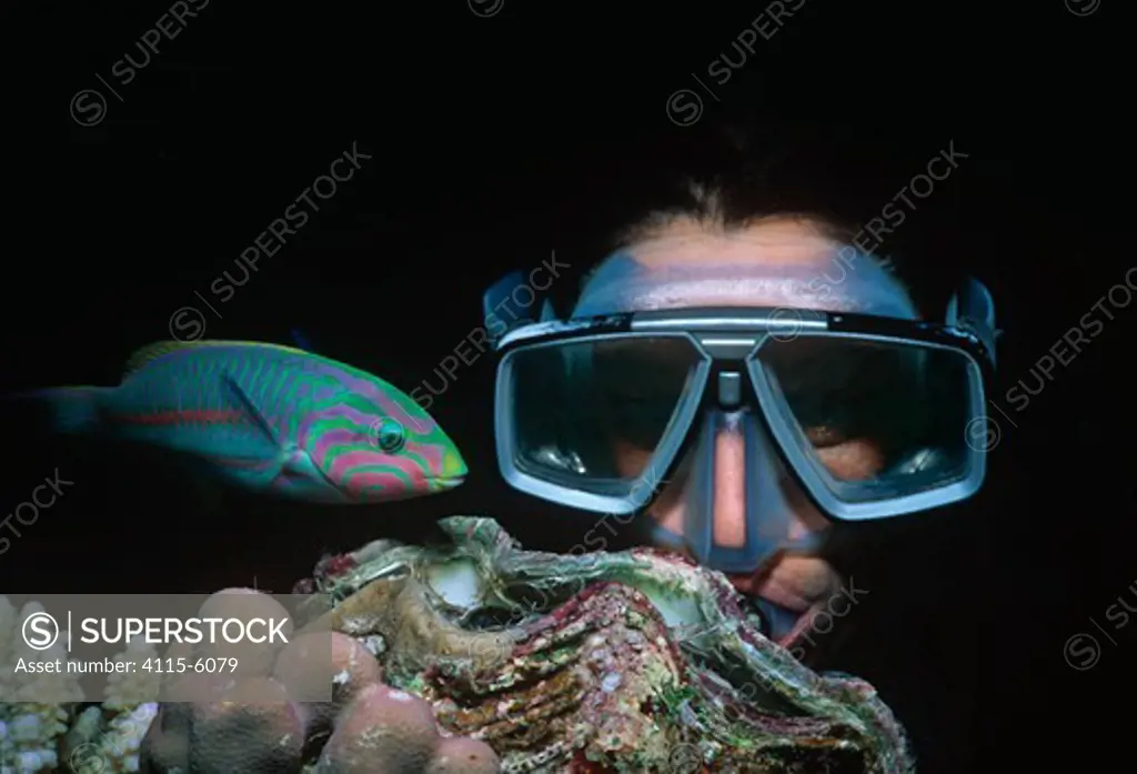 Klunzinger's wrasse (Thalassoma ruepellii / klunzingeri) swimming past diver, Sinai Peninsula, Red Sea, Egypt. Model released.