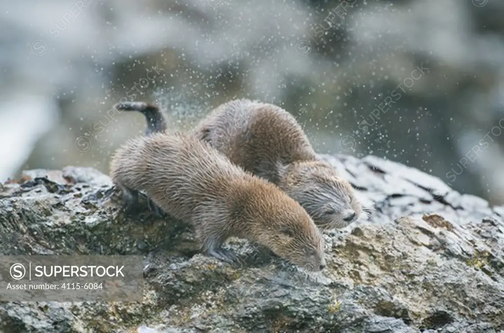 Marine otters (Lontra felina) mother and grown pup shaking off water, Chiloe Island, Chile, Endangered species