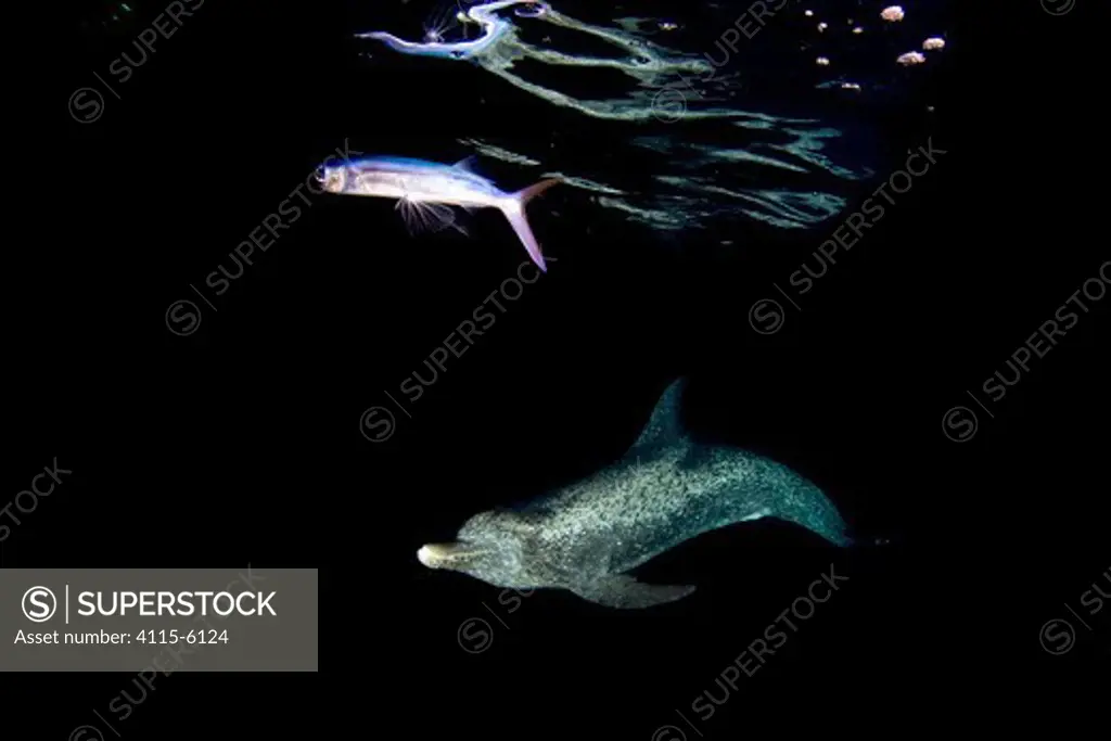 Atlantic spotted dolphin (Stenella frontalis) hunting a Flying fish (Hirundichthys affinis) at night in the Gulf Stream. Taken in the Gulf Stream between Florida, USA and the Bahamas.