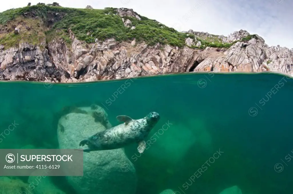 Atlantic grey seal (Halichoerus grypus) swimming beneath the surface, Lundy Island, Devon, England, UK. July 2010. Highly commended, Coast and Marine category, British Wildlife Photography Awards (BWPA) competition 2011