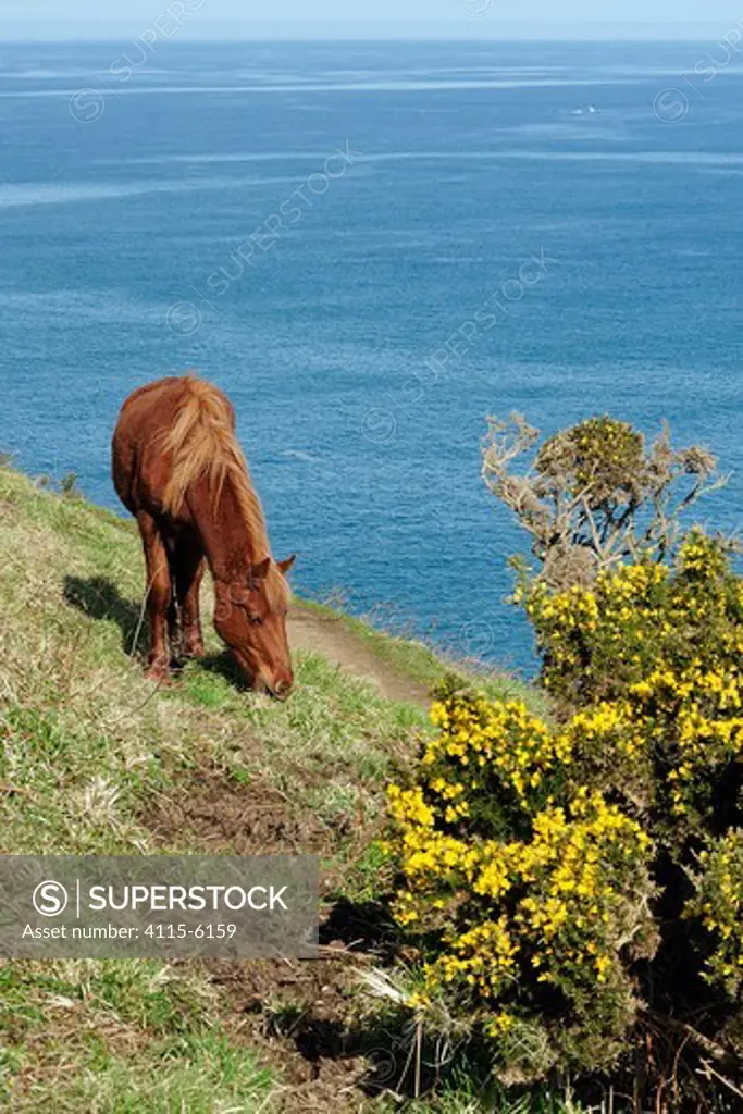 Feral pony (Equus caballus) grazing grass near clifftop footpath and flowering Gorse bush (Ulex europaeus) Near Tintagel, Cornwall, UK, April.