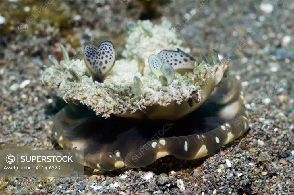 Upside down jellyfish (Cassiopeia andromeda) on sea bed, Rinca, Komodo National Park, Indonesia, October