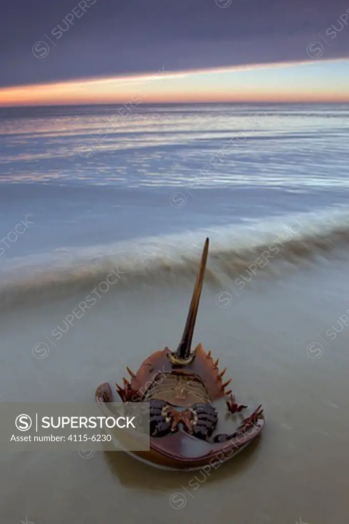 Horseshoe crab (Limulus polyphemus) lying on its back the morning after spawning night, Delaware Bay, Delaware, USA, May