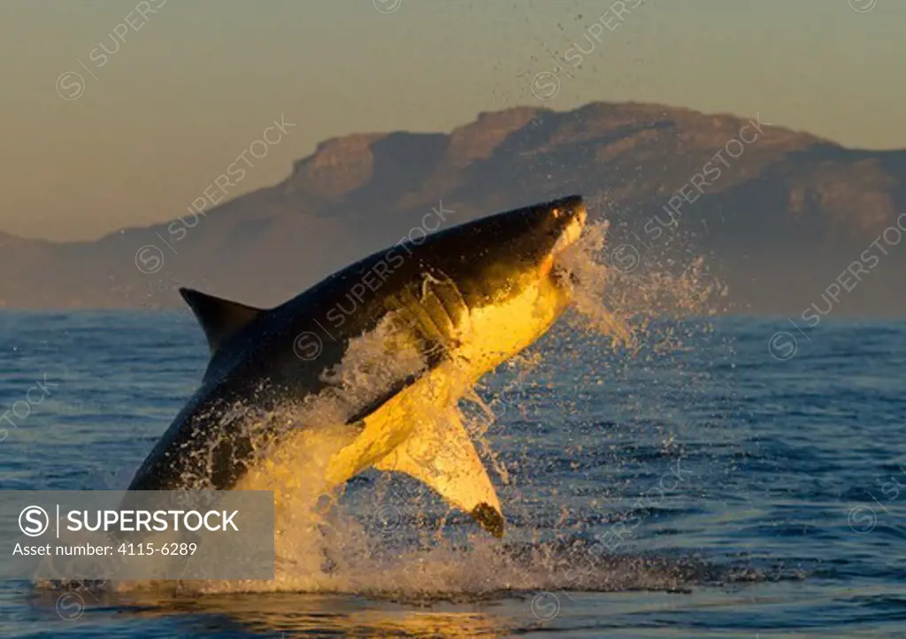 Great white shark (Carcharodon carcharias) leaping out of the water. False Bay, South Africa, July 2010