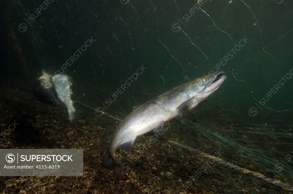 Salmon (Salmonidae) trapped in nets, Lake Kuril, Kamchatka, Far East Russia, August 2006