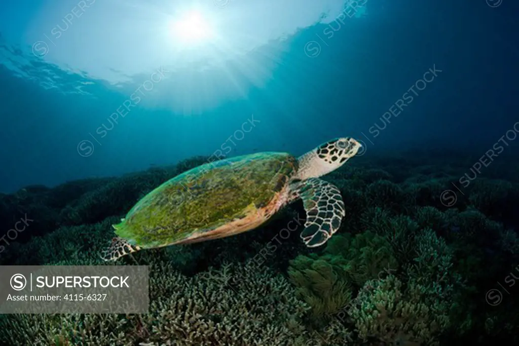 Hawksbill turtle (Eretmochelys imbricata) swimming over the top of the reef. Komodo National Park, Lesser Sunda Islands, Indonesia, August 2009