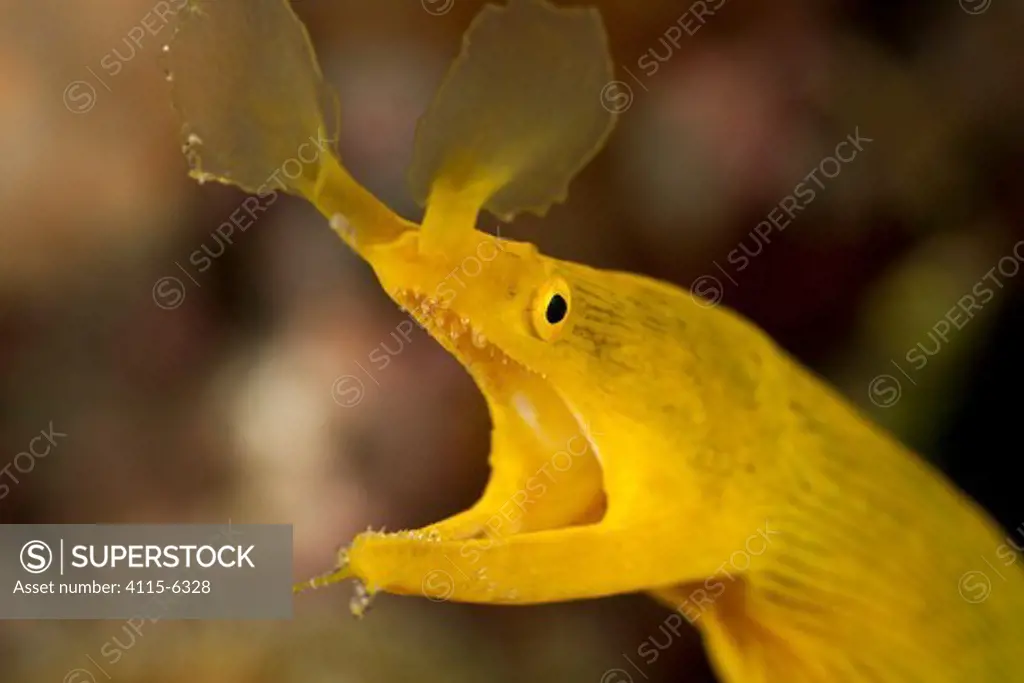 Yellow ribbon eel / Ribbon moray eel (Rhinomuraena quaesita). Lembeh Strait, North Sulawesi, Indonesia