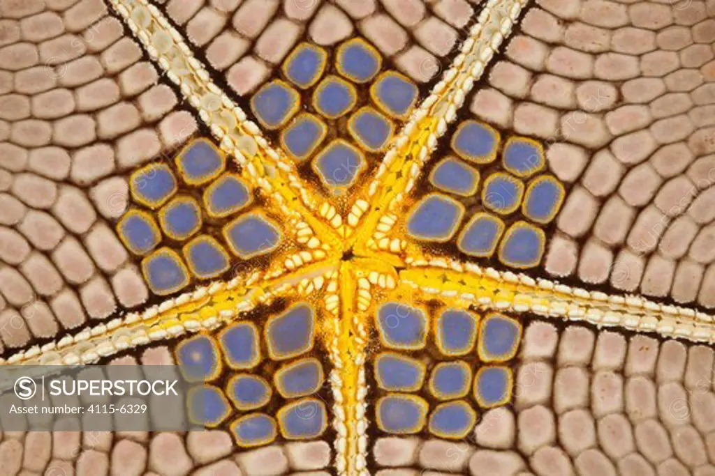 Star shaped Pincushion / Pillow cushion starfish (Culcita novaeguinea), detail of the underbelly. Lembeh Strait, North Sulawesi, Indonesia