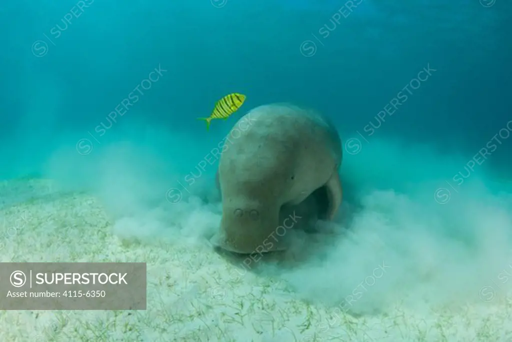Dugong (Dugong dugon) feeding in the seagrass bed shadowed by a trevally. Dimakya Island, Palawan, Philippines
