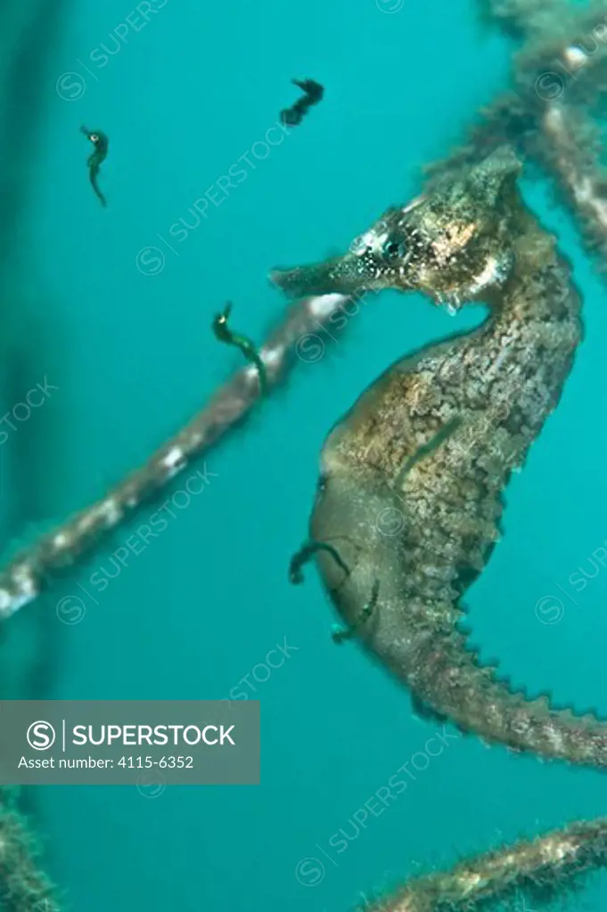 A male Golden / White's Seahorse (Hippocampus whitei) giving birth. Female seahorses lay their eggs into the male's brood pouch, where they develop. Manly, New South Wales, Australia, March.