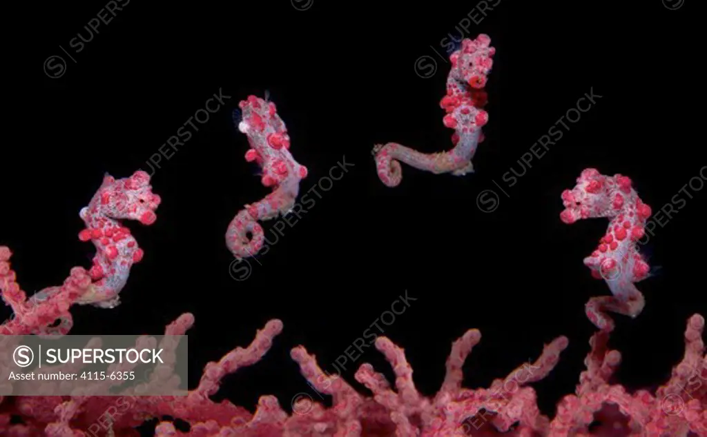 A digital composite of a Pygmy Seahorse (Hippocampus bargibanti) swimming over a seafan (Muricella sp.). Pygmy seahorses are small, most less than 15mm in total length. Lembeh Strait, Sulawesi, Indonesia, Celebes Sea, March.
