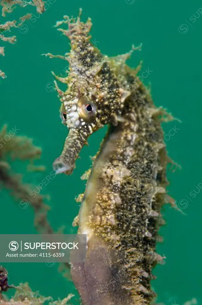 A portrait of a male White's Seahorse (Hippocampus whitei). Chowder Bay, Sydney Harbour, New South Wales, Australia, November.