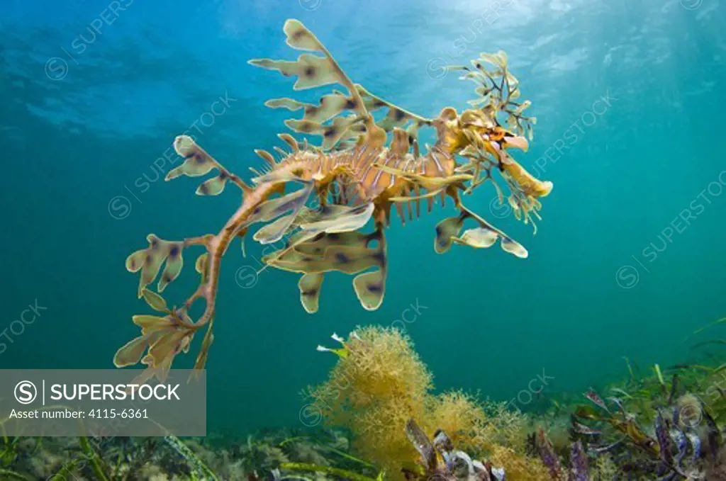 A Leafy Seadragon (Phycodurus eques), photographed from below. Wool Bay Jetty, Edithburgh, Yorke Peninsular, South Australia. Australia.