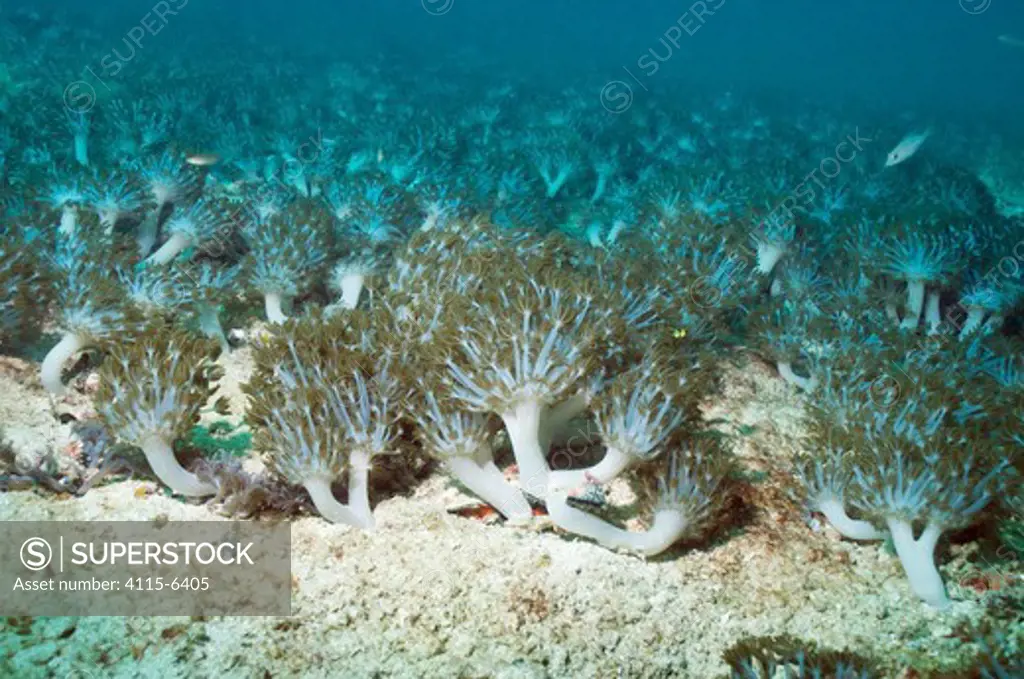 Colony of soft coral (Xenia elongata). Solomon Islands, December.