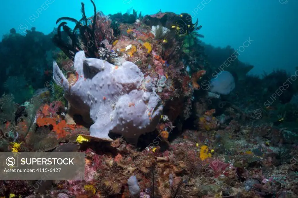 Giant Frogfish (Antennarius commersoni) on coral reef. The animal can vary greatly in colour and pattern. Bali, Indonesia, December.