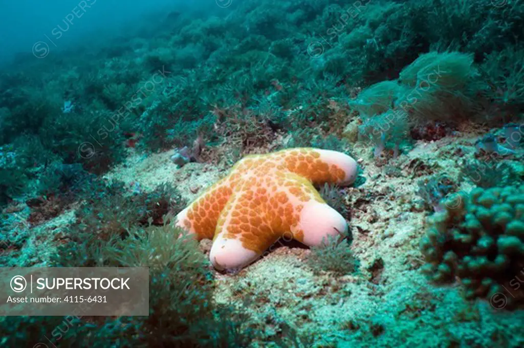 Cushion Star (Choriaster granulatus) on coral reef coverd with Xenia. Indonesia, December.