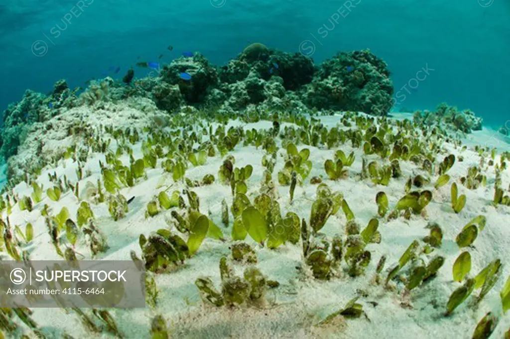Oval seagrass (Halophila ovalis) food for the endangered Dugong, Palawan, Philippines, Indo-pacific