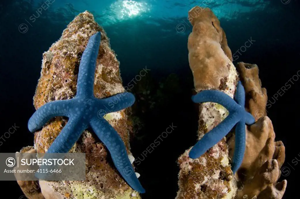 Blue linkia starfish (Linckia laevigata) pair attached to the dead part of coral, New Ireland, Papua New Guinea