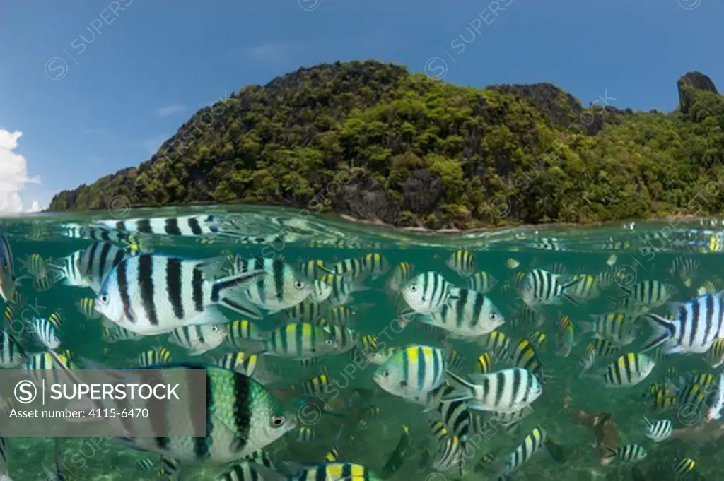Sergeant major damselfish (Abudefduf vaigiensis) at the house reef of Miniloc Island Resort, El Nido Island, Palawan, Philippines, May 2009. These fish gather in a dense mass when bread is thrown into the water by staff from the eco-resort. Split level image