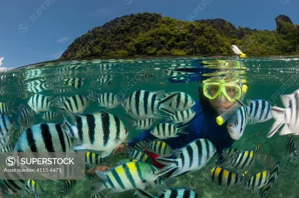 Snorkeler swims amongst Sergeant major damselfish (Abudefduf vaigiensis) at the house reef of Miniloc Island Resort, El Nido Island, Palawan, Philippines, May 2009. These fish gather in a dense mass when bread is thrown into the water by staff from the eco-resort. Split level image. Model released