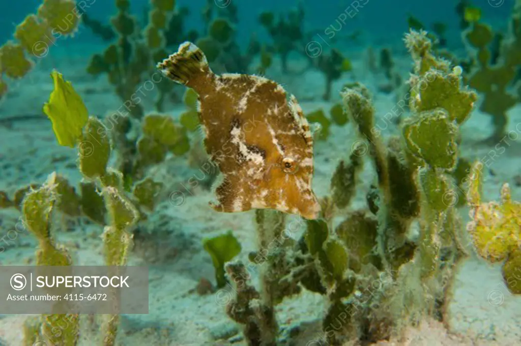 Seagrass filefish (Acreichthys tomentosus) camouflaged amongst seagrass, Palawan, Philippines