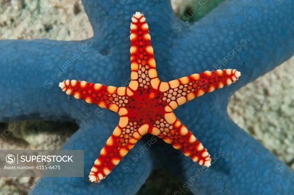 A small Necklace sea star (Fromia monilis) on larger Blue sea star (Linckia laevigata) Sipadan, Malaysia