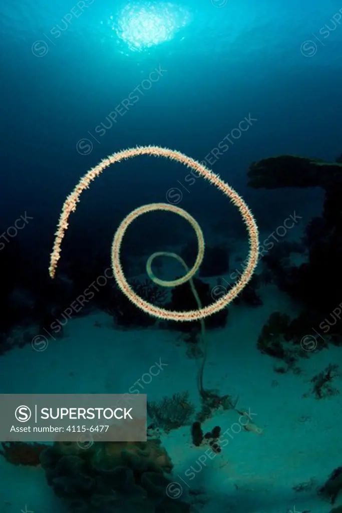 Whip coral (Gorgonaceae) Komodo NP, Indonesia
