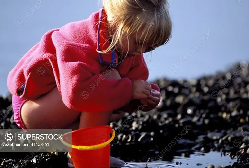 Little girl searching for crabs in the rock pools at low tide. Narragansett Bay, Rhode Island, USA.