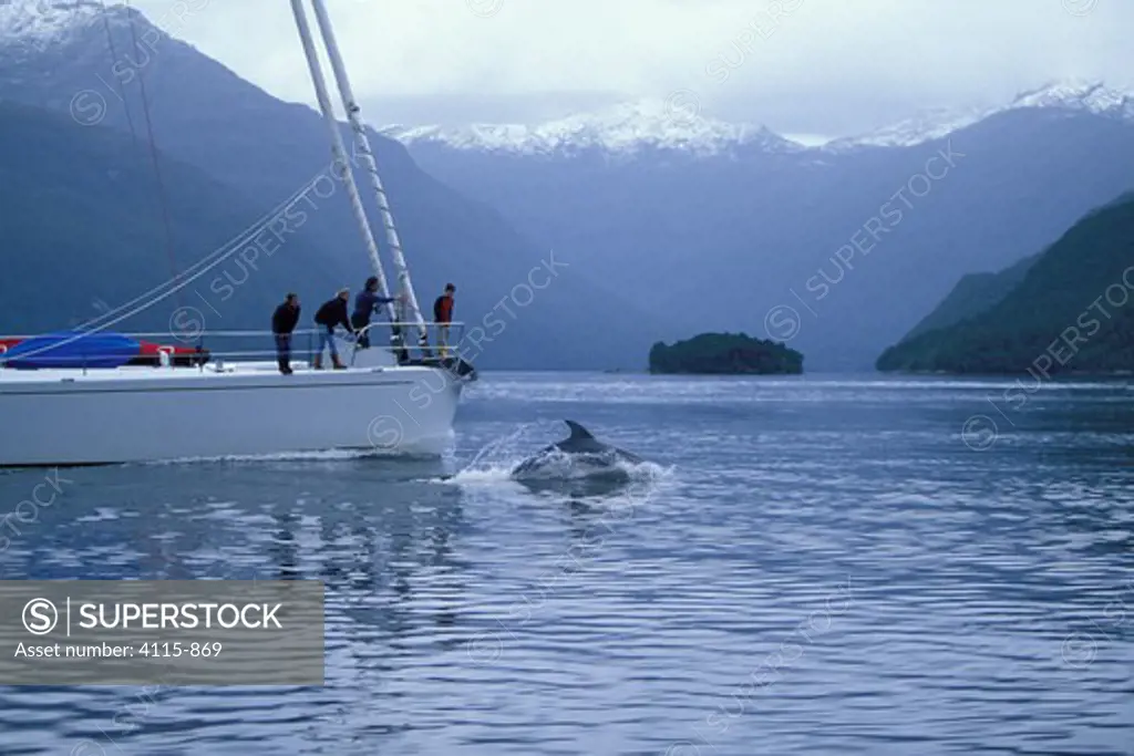 A wild dolphin surfaces under the bow of 88ft sloop 'Shaman' in Fjordland, a World Heritage Site in South Island, New Zealand
