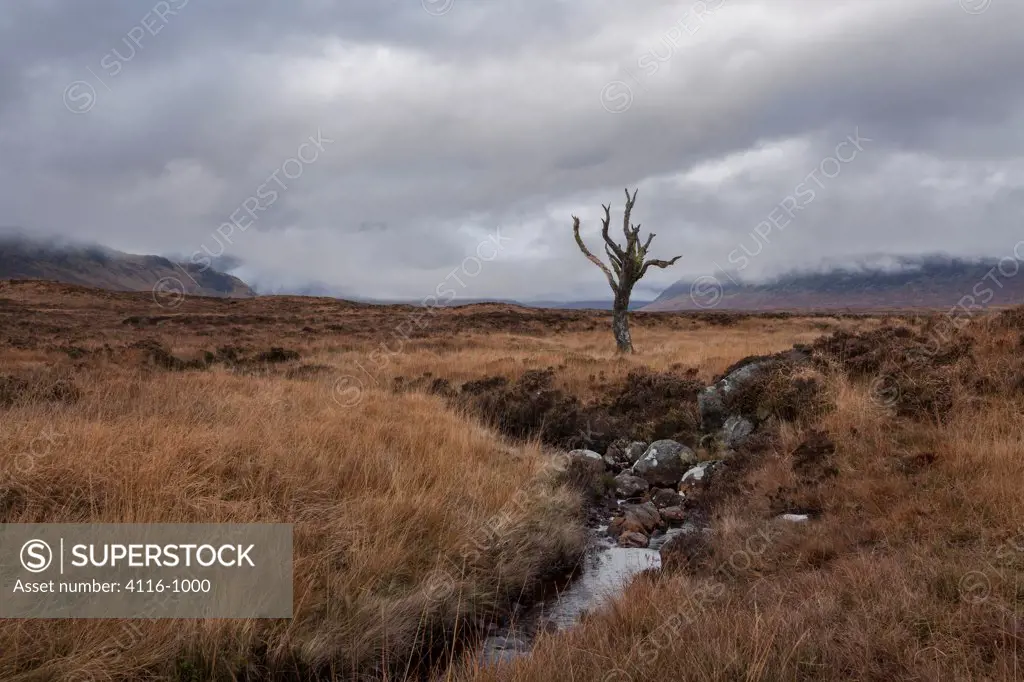 UK, Scotland, Scottish Highlands, Rannoch Moor, Tree,