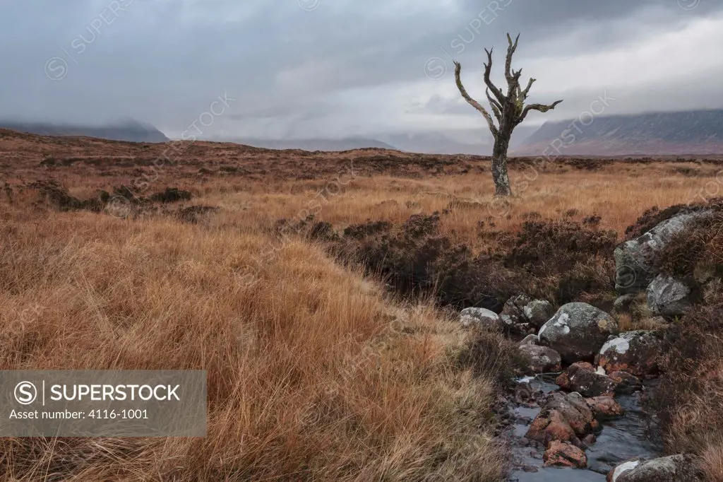UK, Scotland, Scottish Highlands, Rannoch Moor, Tree