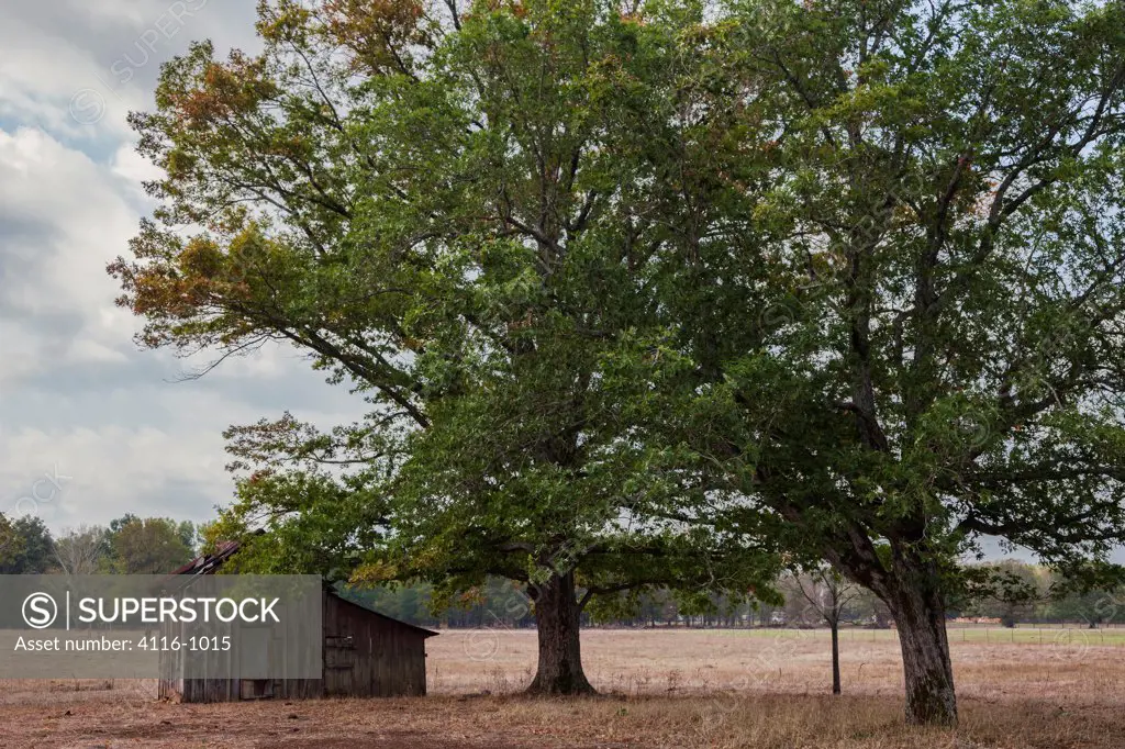 USA, Arkansas, Old barn and pecan trees in country