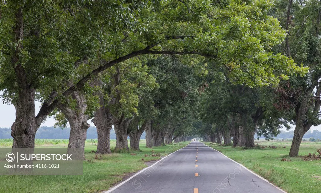 USA, Arkansas, Scott, Pecan trees along road