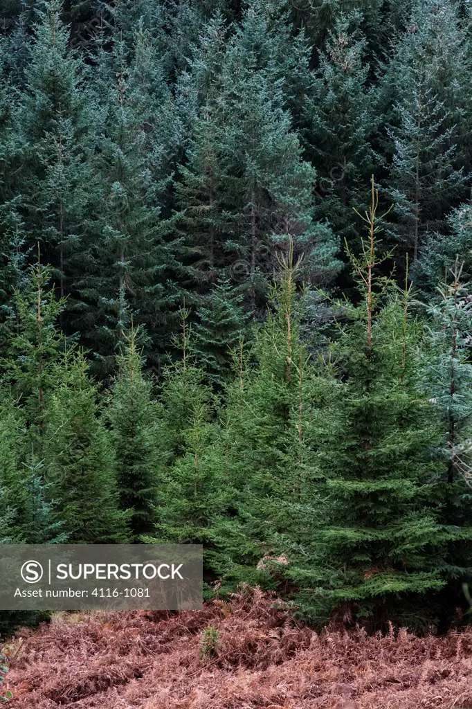 Spruce, Pines and bracken trees in a forest, Loch Garry, Scotland