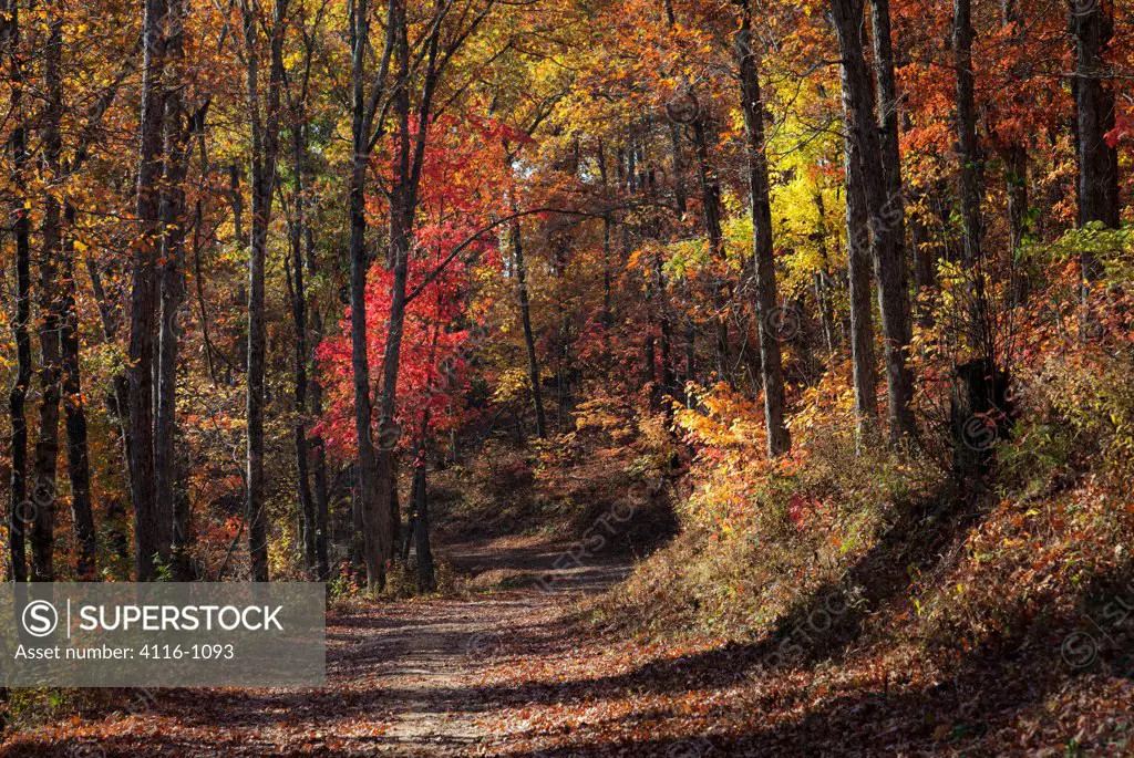 Trees in autumn, Ozark National Forest, Arkansas, USA