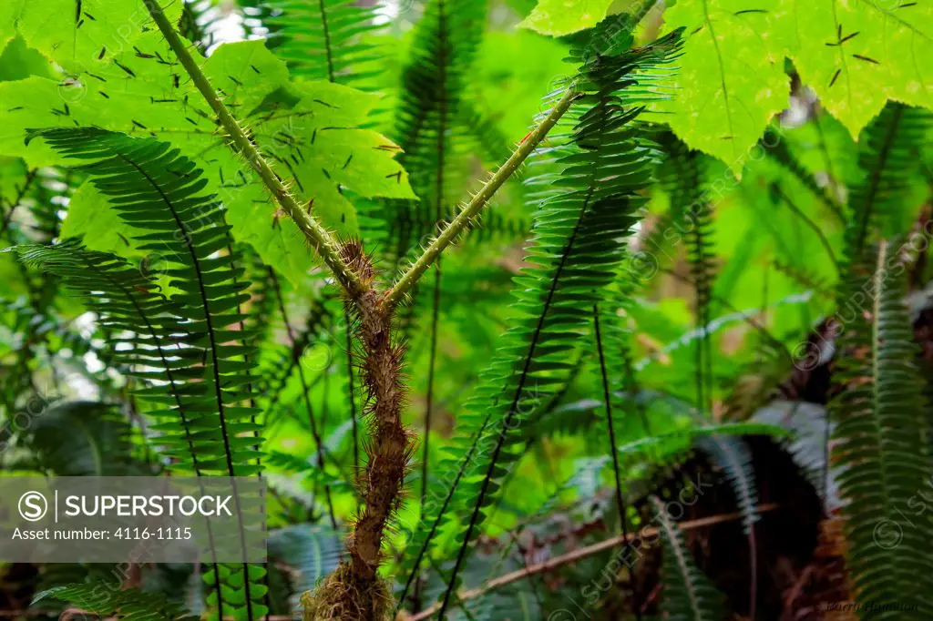 USA, Washington, Close up view of ferns in Quinault Rainforest