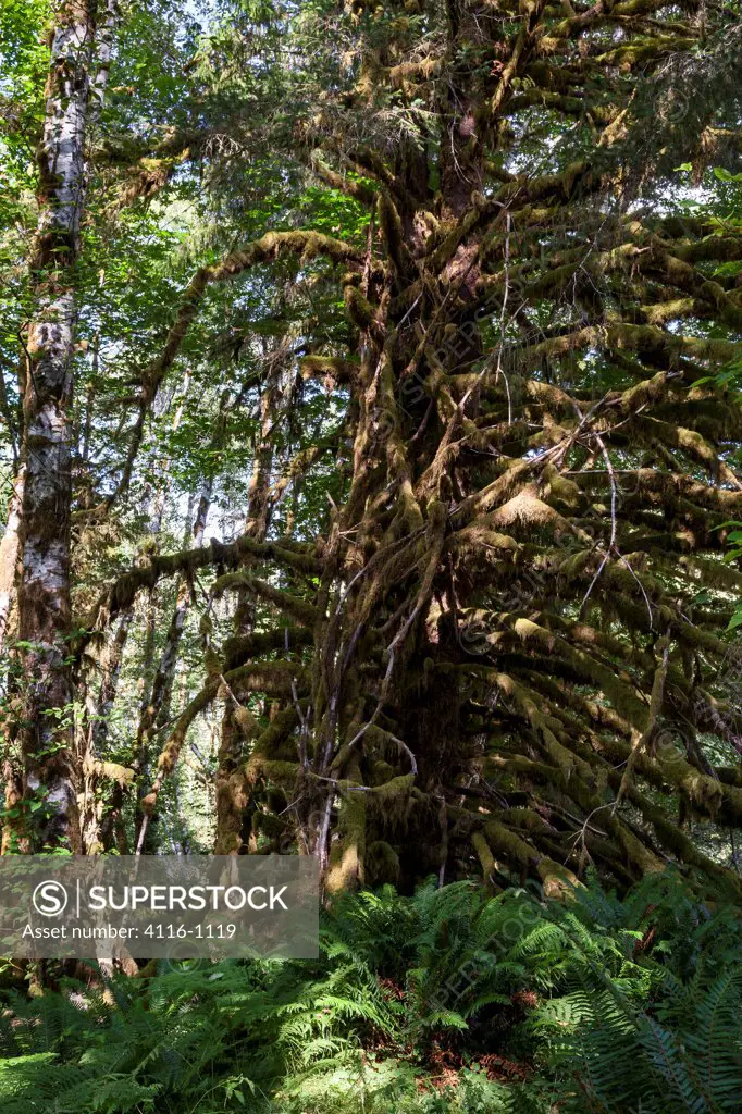 USA, Washington, Sitka Spruce, Red Alder and ferns in Quinault Rainforest