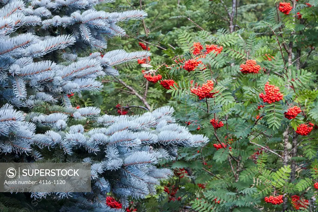USA, Washington, Blue spruce, red berries on European Mountain Ash