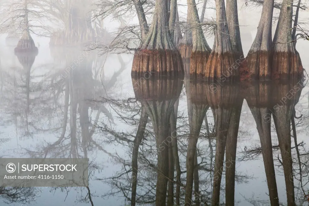 USA, Arkansas, Galloway, Foggy morning in cypress swamp in winter