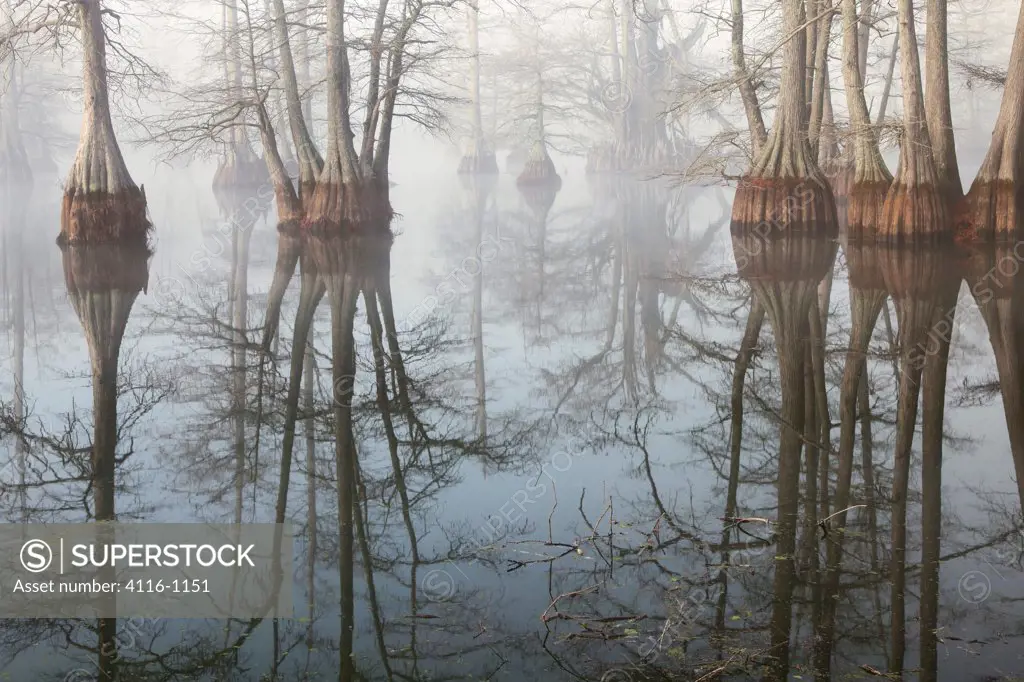 USA, Arkansas, Galloway, Foggy morning in cypress swamp in winter