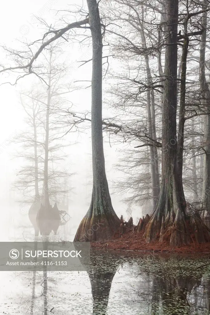 USA, Arkansas, Foggy morning in cypress swamp in winter