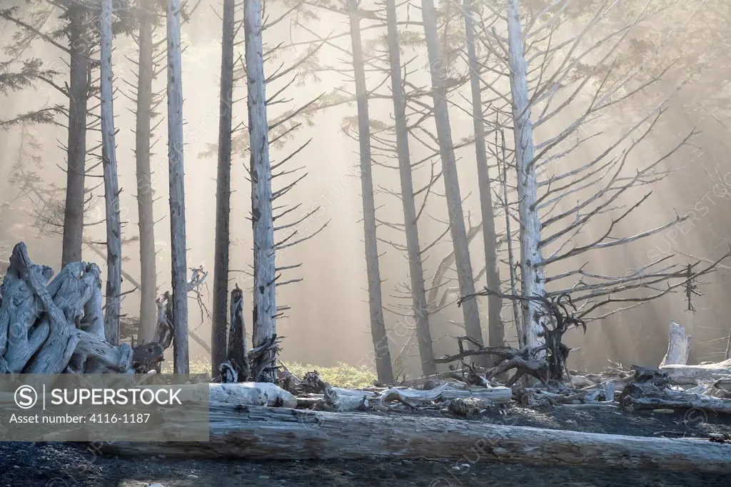 USA, Washington, Olympic National Park, Dead tree trunk and foggy forest